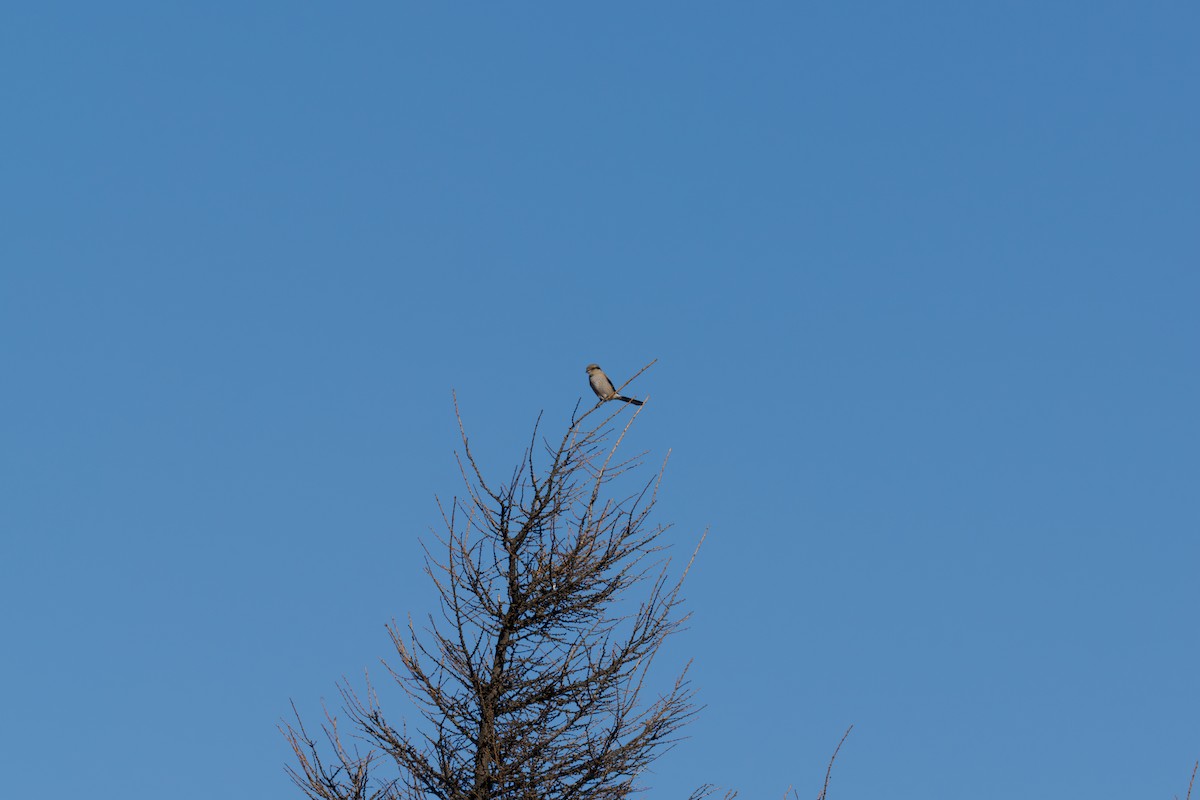 ťuhýk severní - ML646241203