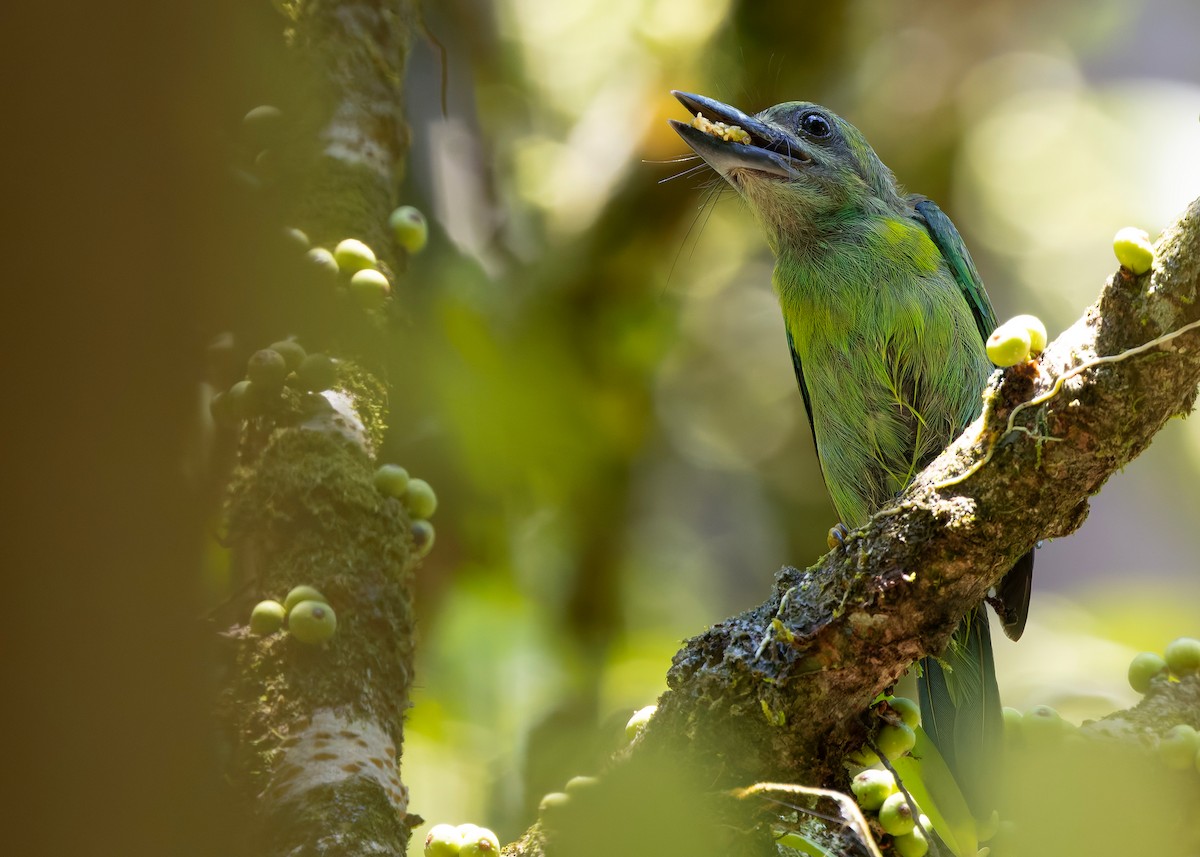 Black-eared Barbet - ML646241207