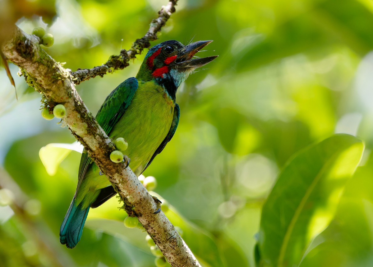 Black-eared Barbet - ML646241208