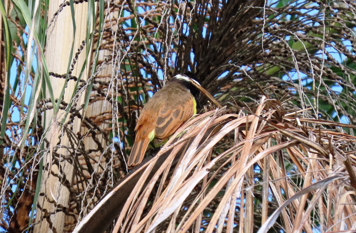 Great Kiskadee - ML646241210