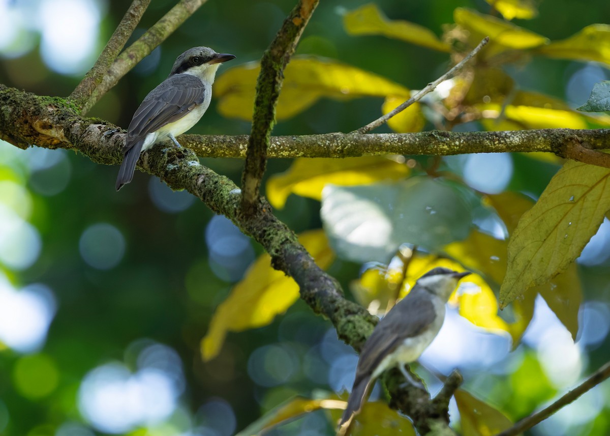 Large Woodshrike - ML646241214
