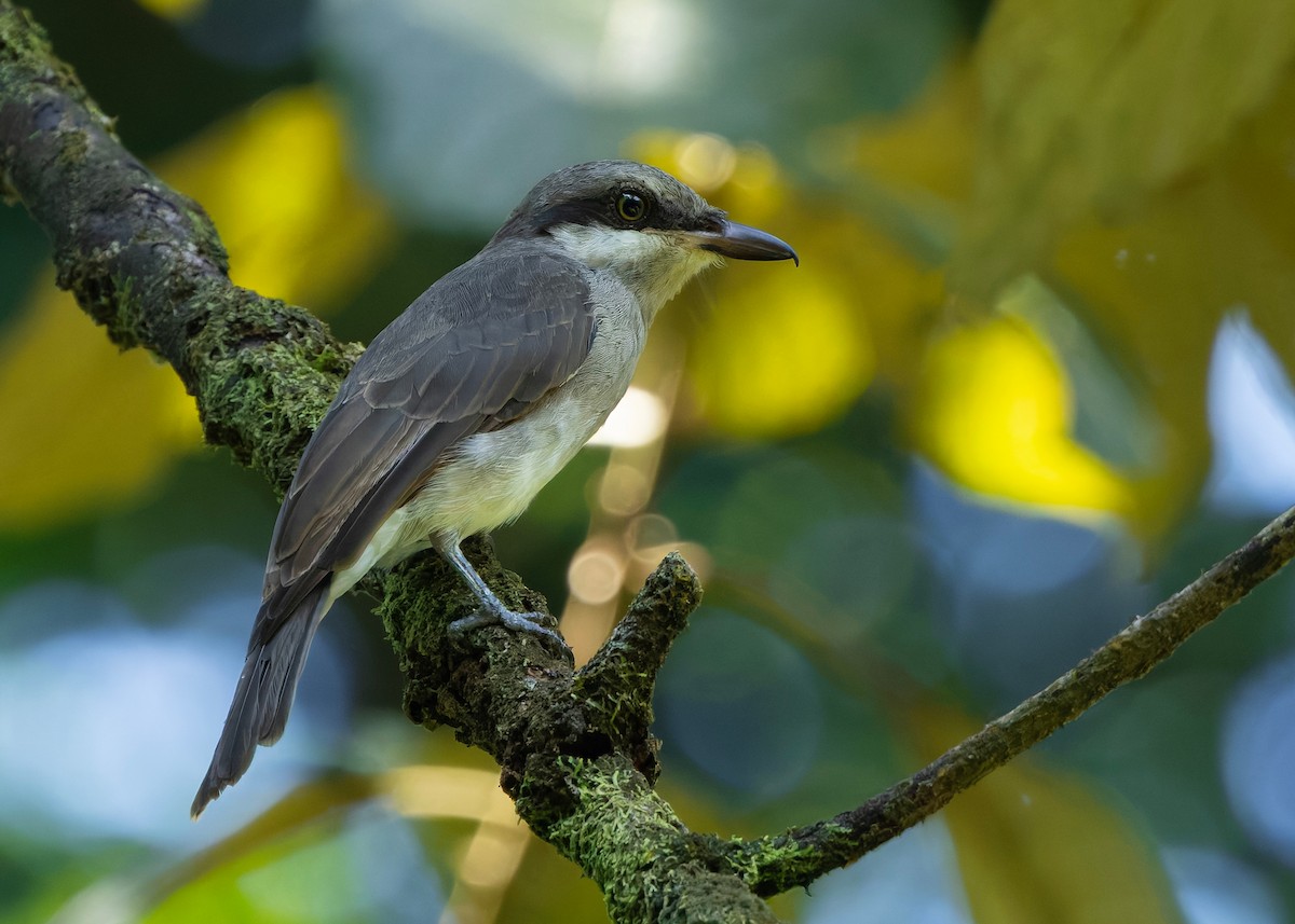 Large Woodshrike - ML646241217
