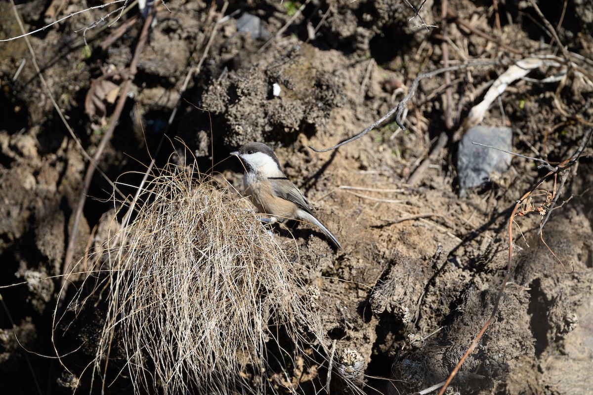 Willow Tit - ML646241219