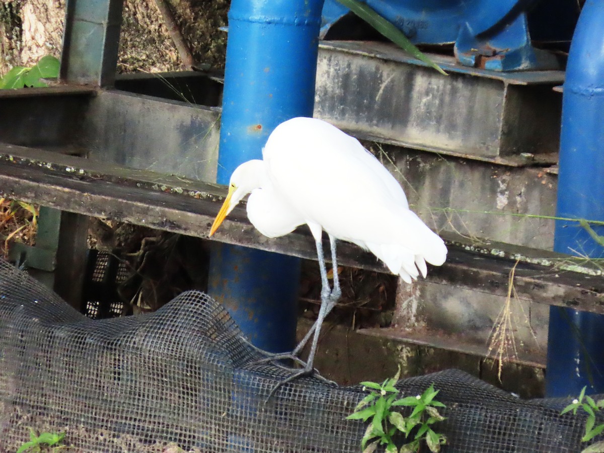 大白鷺 - ML646241221