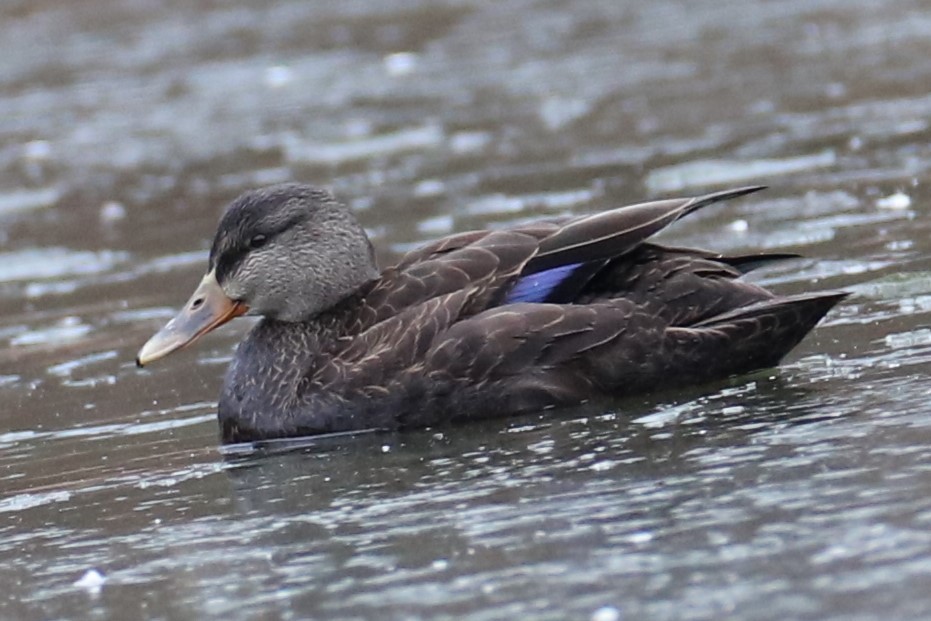 American Black Duck - ML646241222
