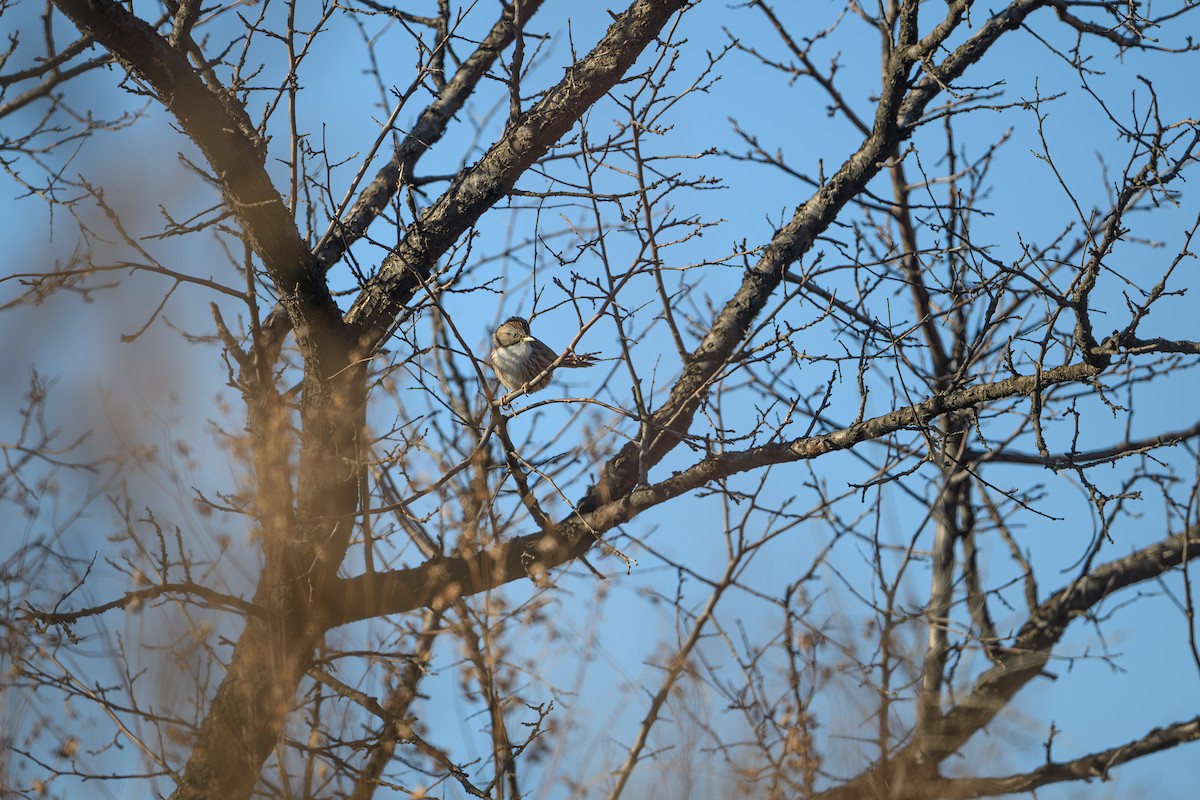 Beijing Babbler - ML646241223