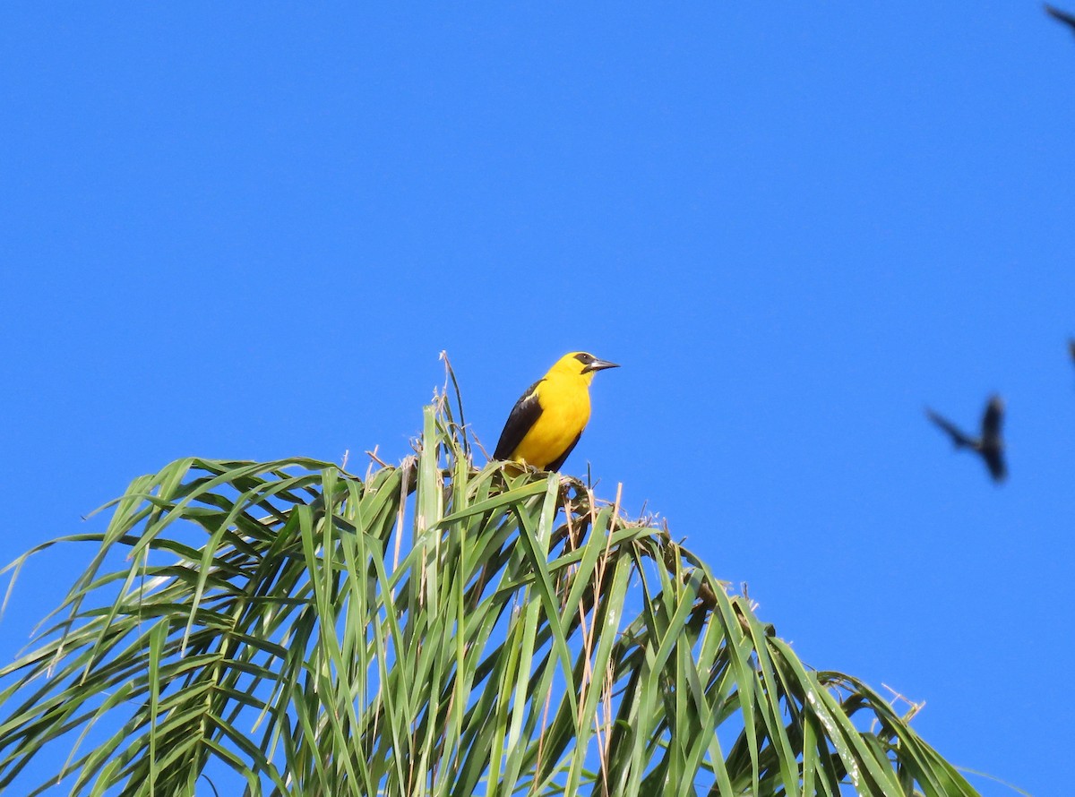 Oriole Blackbird - ML646241224