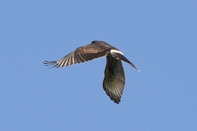 栗翅鷹 - ML646241225