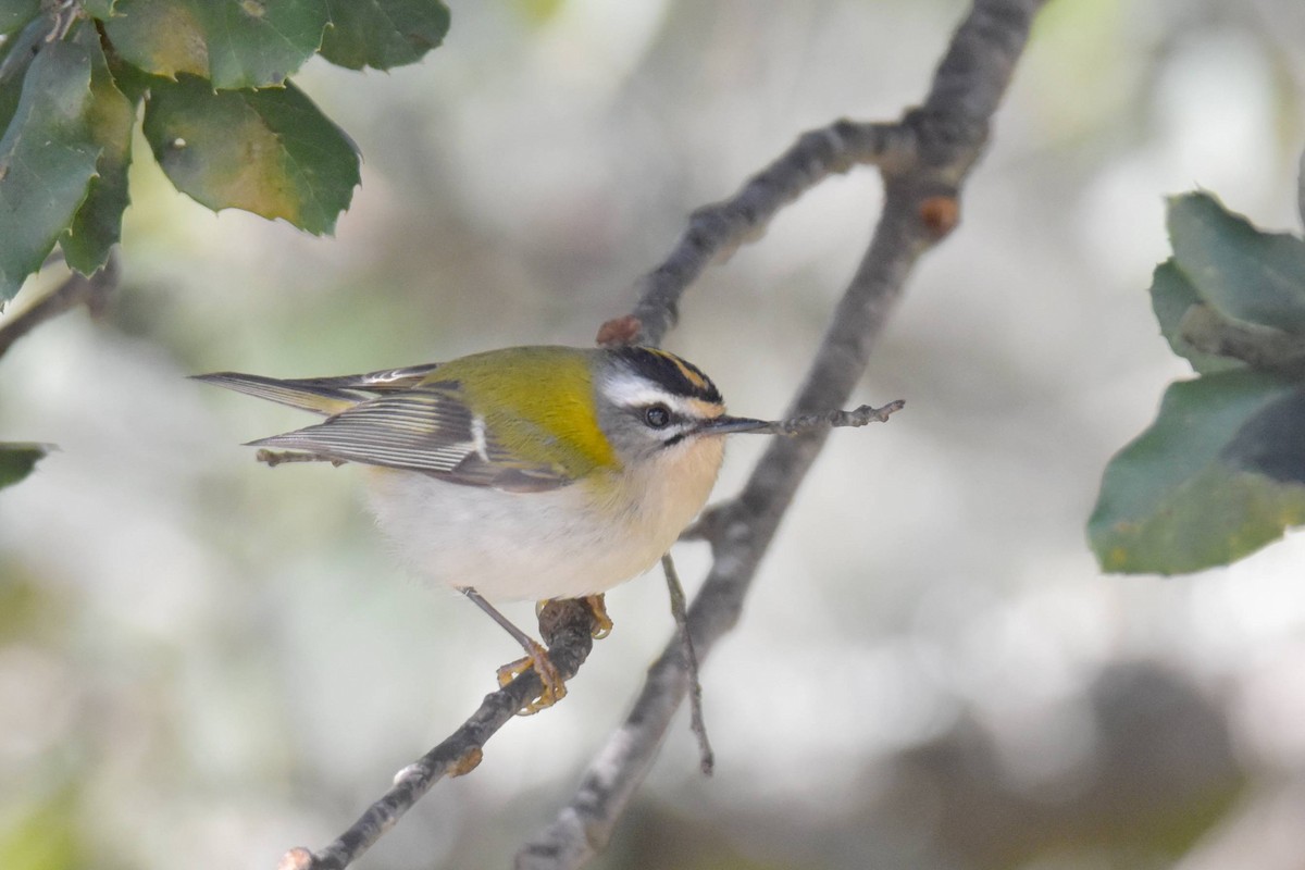 Common Firecrest - ML646241226