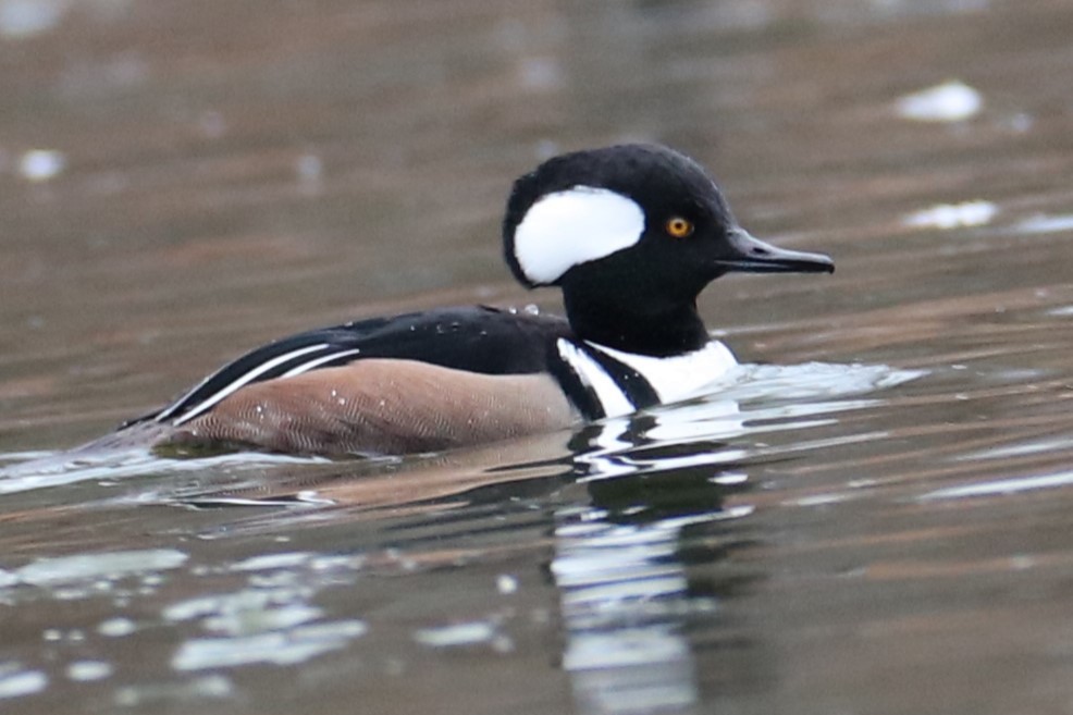 Hooded Merganser - ML646241227