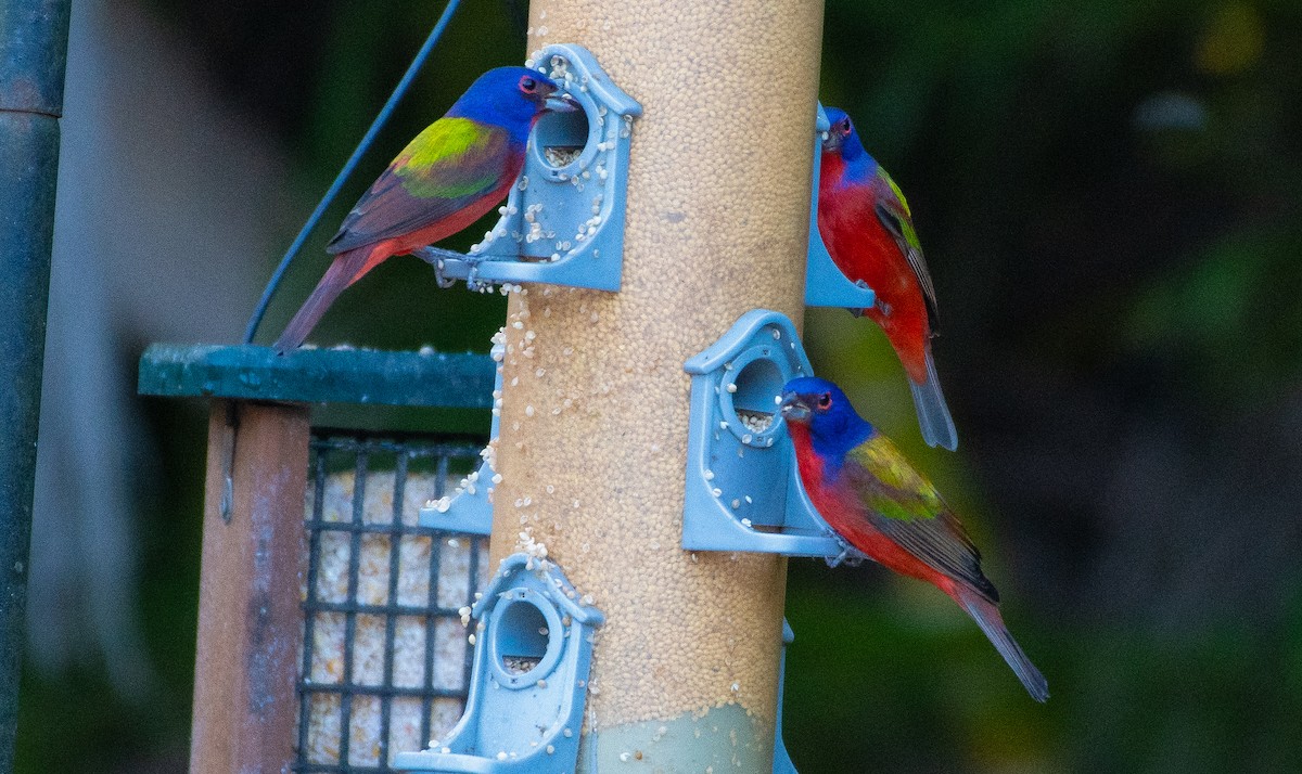 Painted Bunting - ML646241228