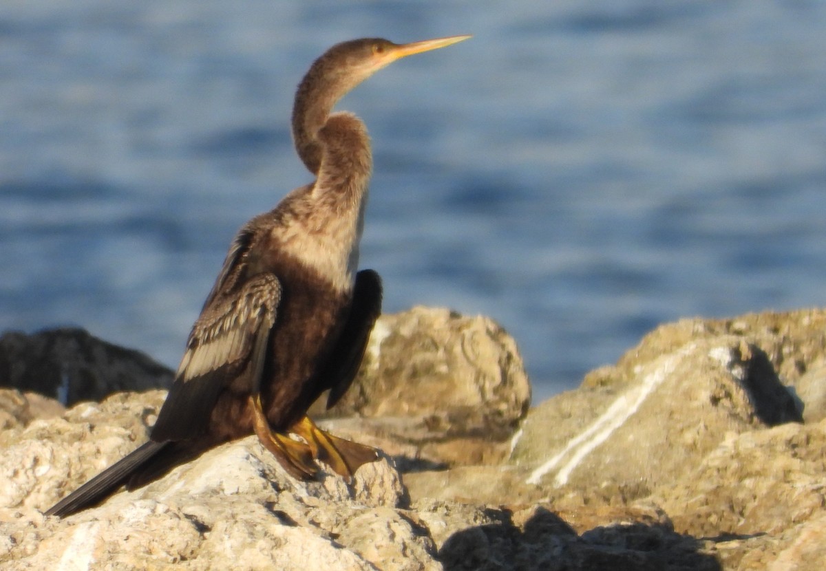 Anhinga - ML646241229