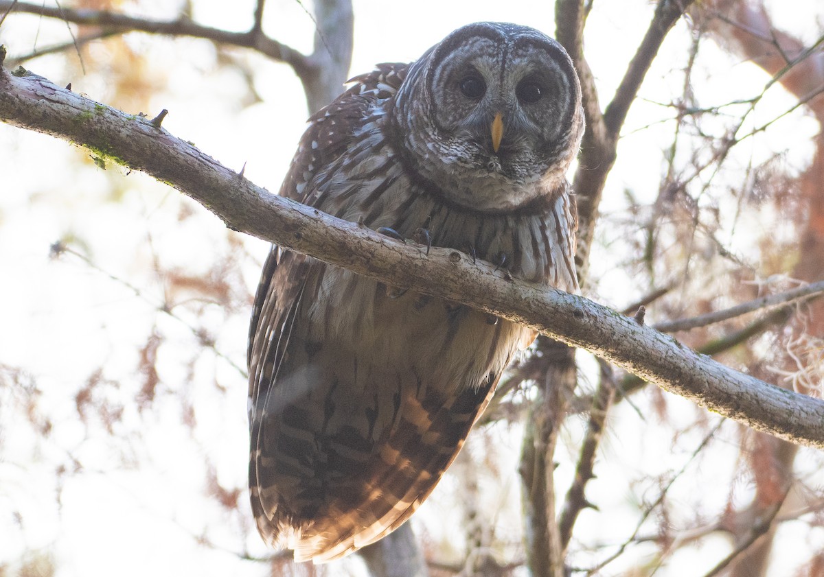 Barred Owl - ML646241230
