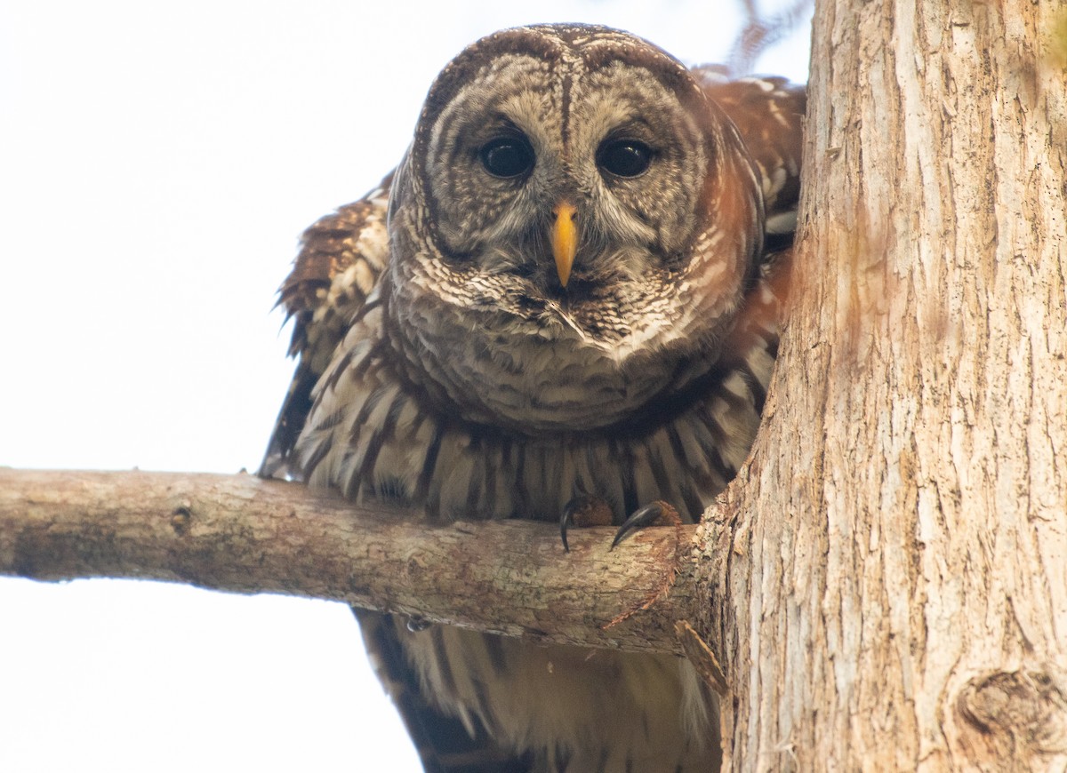 Barred Owl - ML646241231