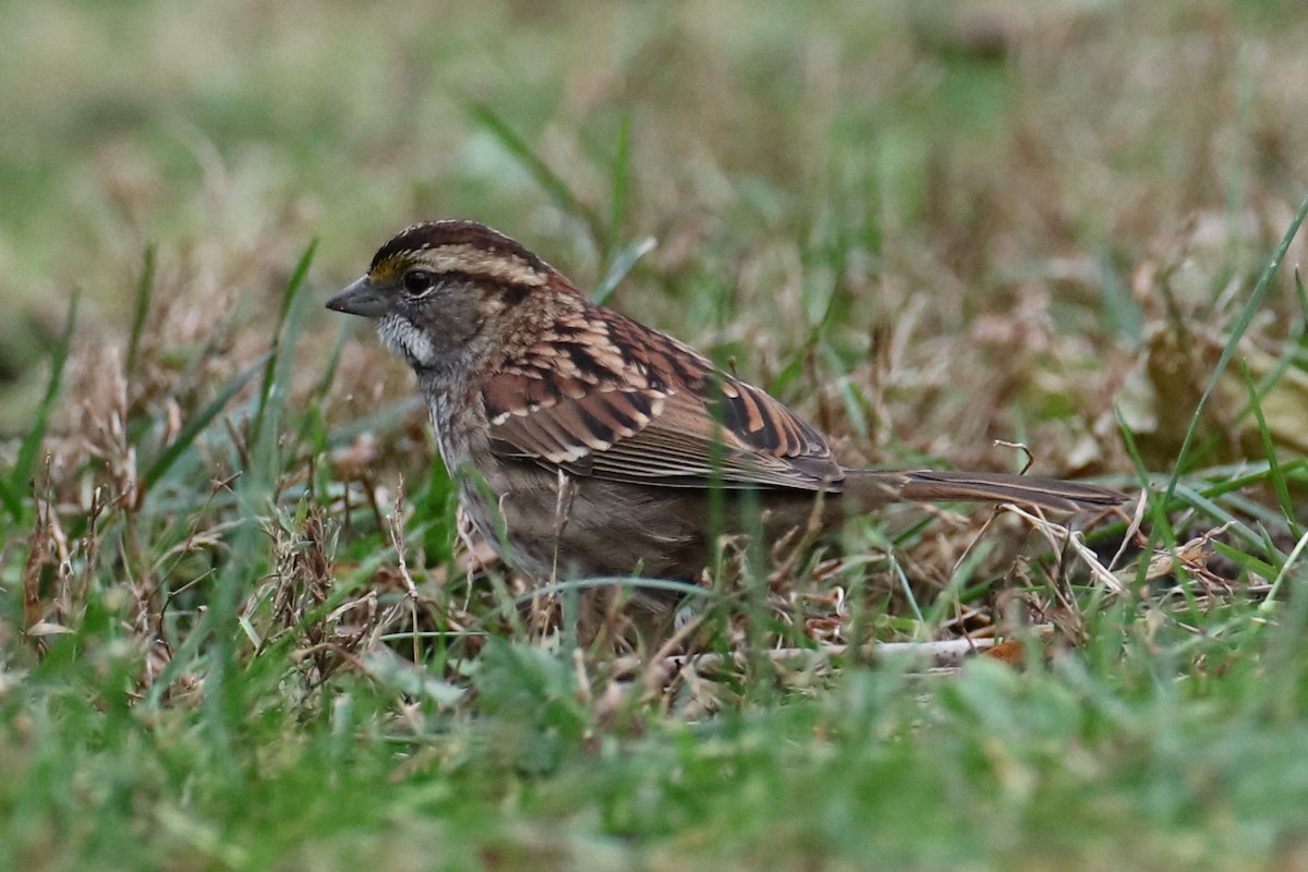 White-throated Sparrow - ML646241232
