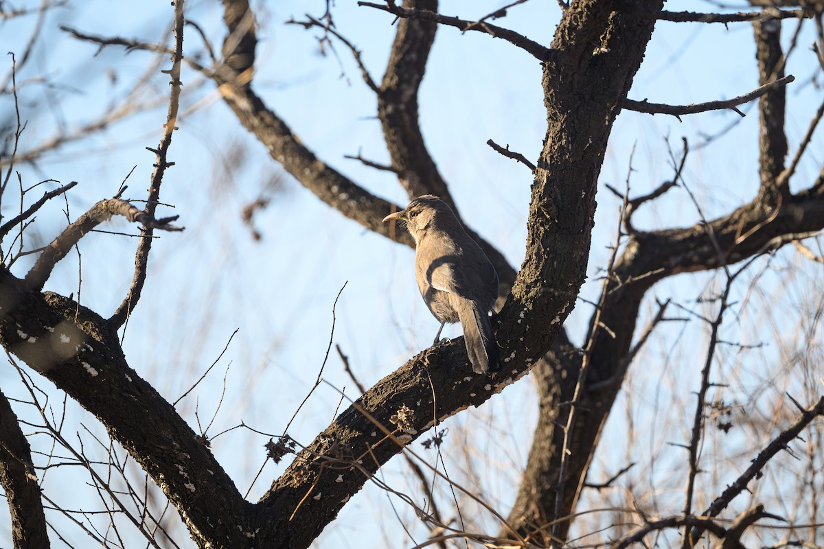 Pere David's Laughingthrush - ML646241233