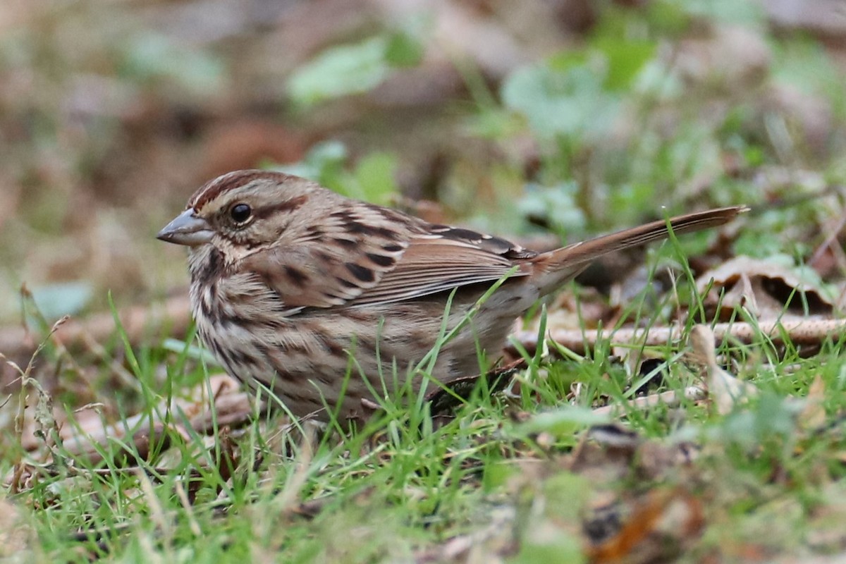 Song Sparrow - ML646241234