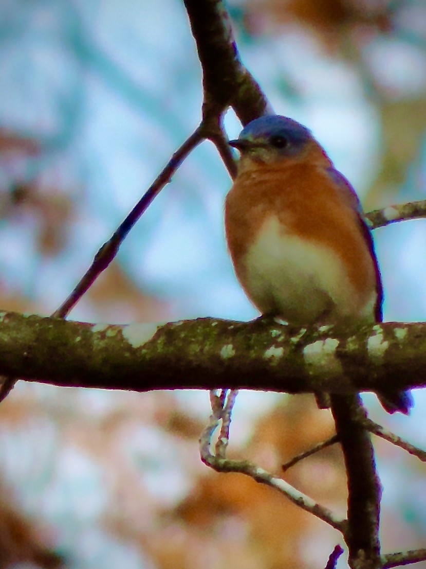 Eastern Bluebird - ML646241235