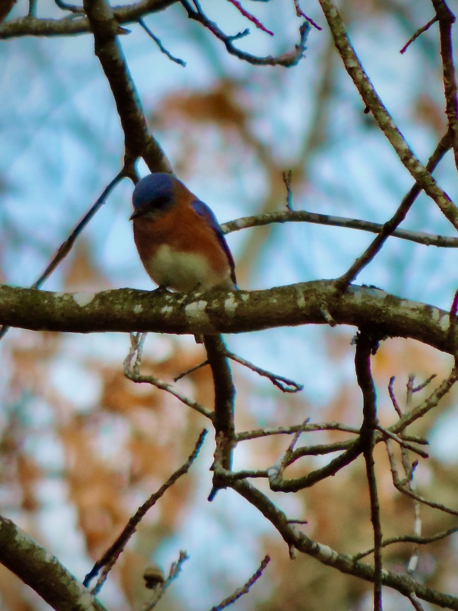 Eastern Bluebird - ML646241236