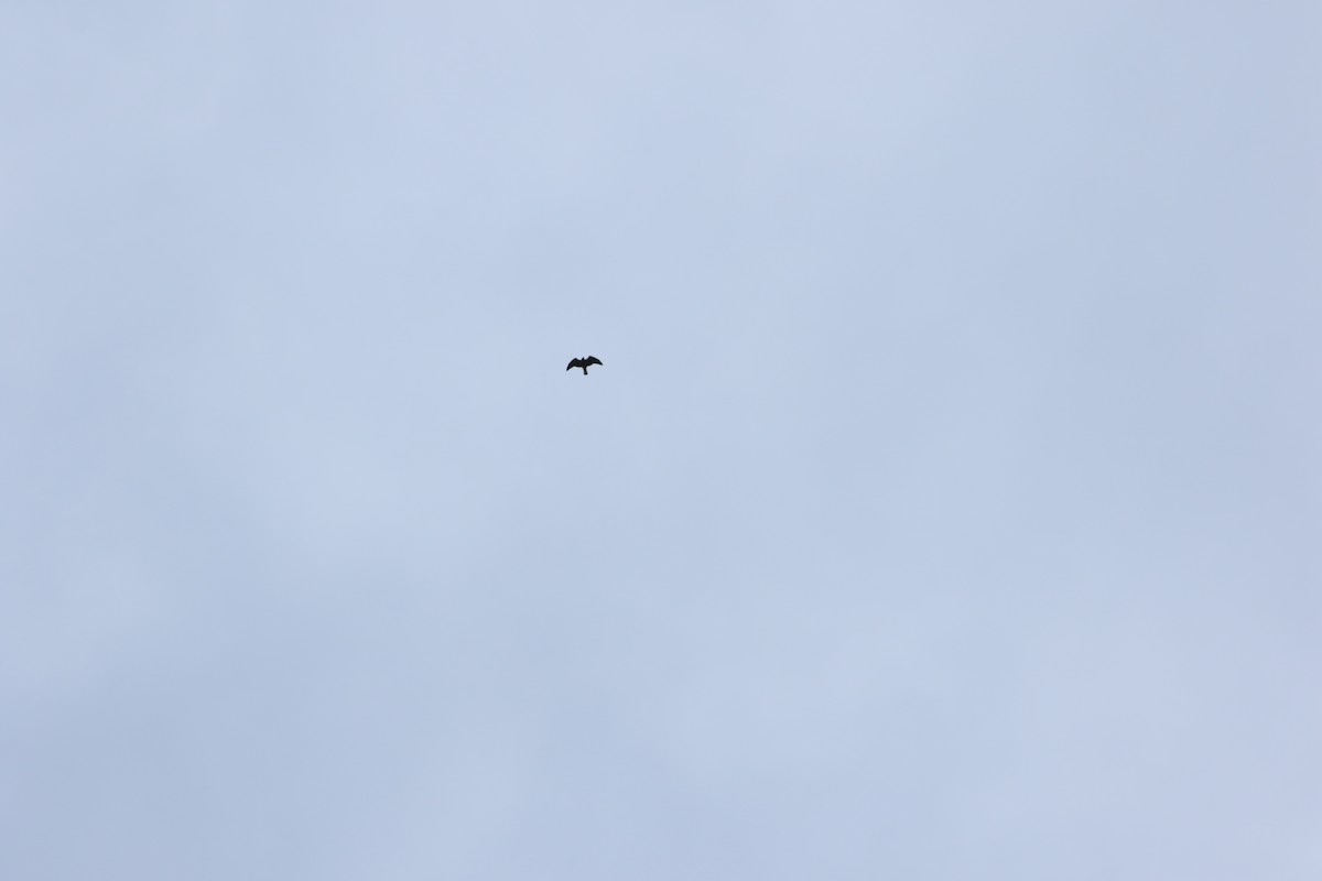 Swainson's Hawk - ML646241237