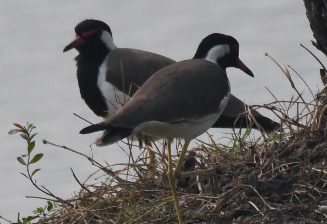 Red-wattled Lapwing - ML646241238