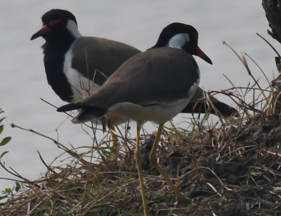 Red-wattled Lapwing - ML646241240