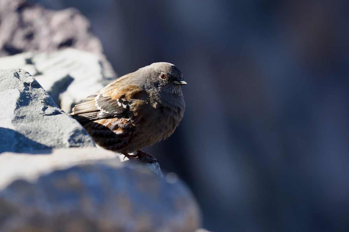 岩鷚 - ML646241242