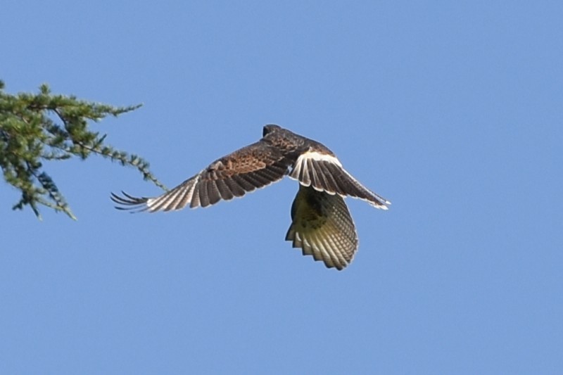 栗翅鷹 - ML646241244