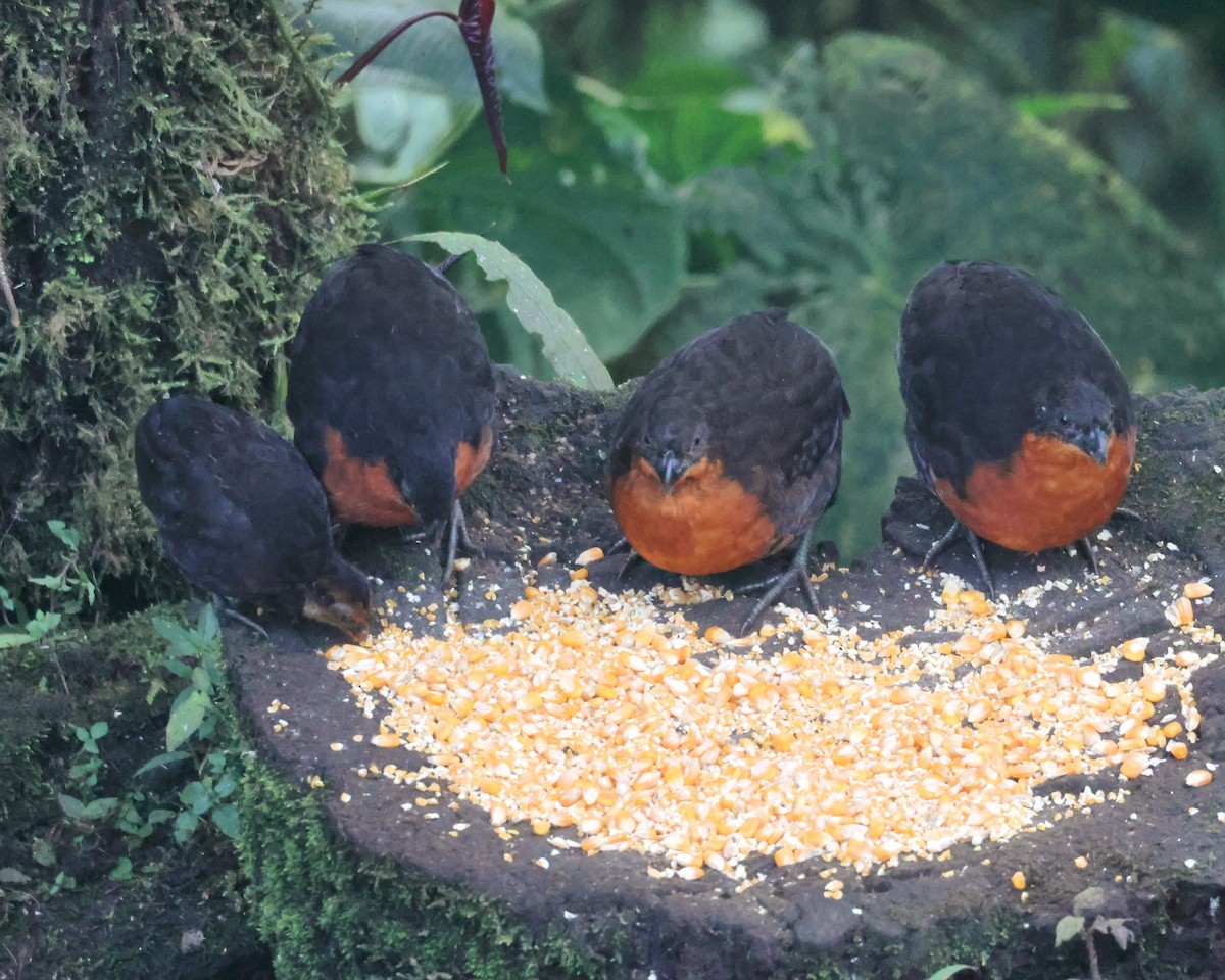 Dark-backed Wood-Quail - ML646241246