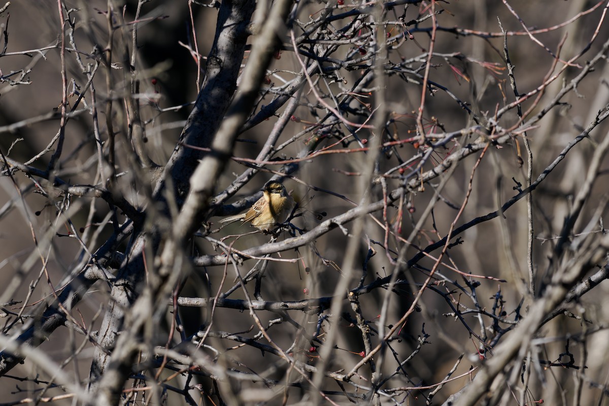 棕眉山岩鷚 - ML646241248