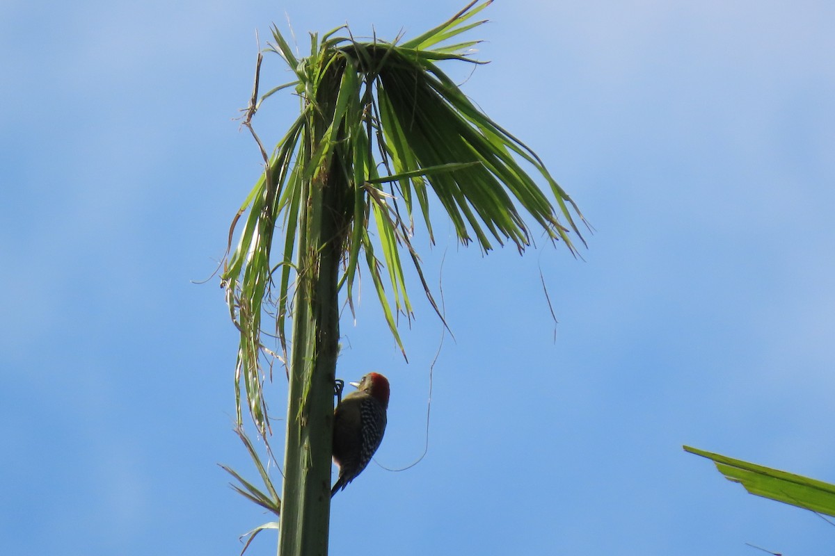 Red-crowned Woodpecker - ML646241249