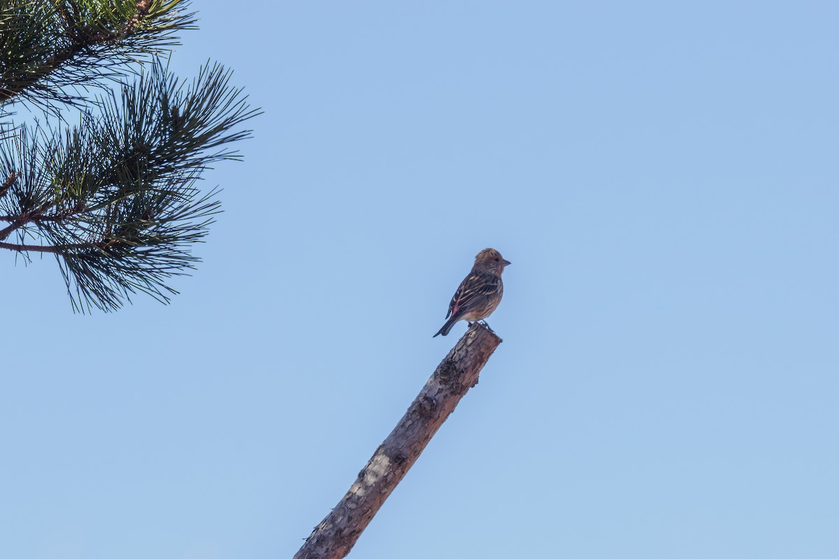 北朱雀 - ML646241250