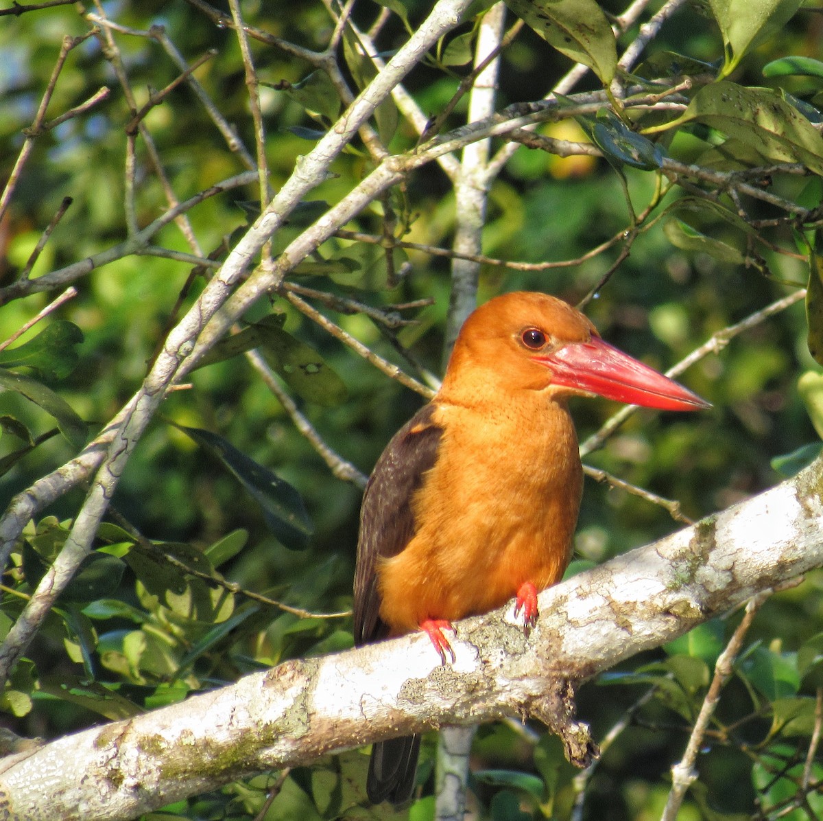 ledňáček hnědokřídlý - ML646241251