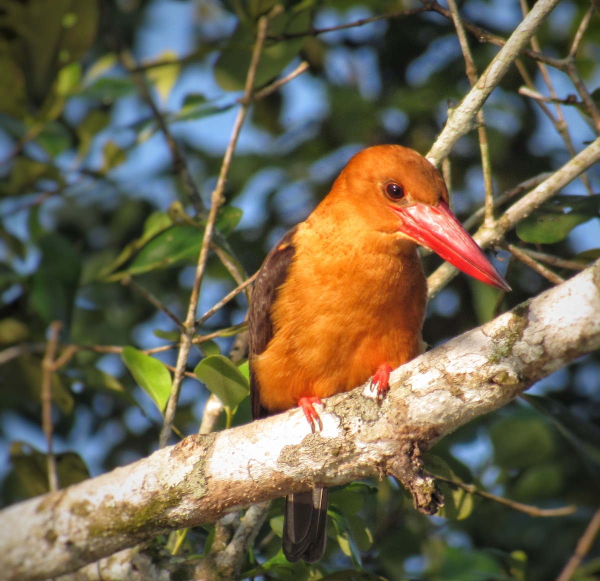 ledňáček hnědokřídlý - ML646241252