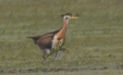 水雉 - ML646241253