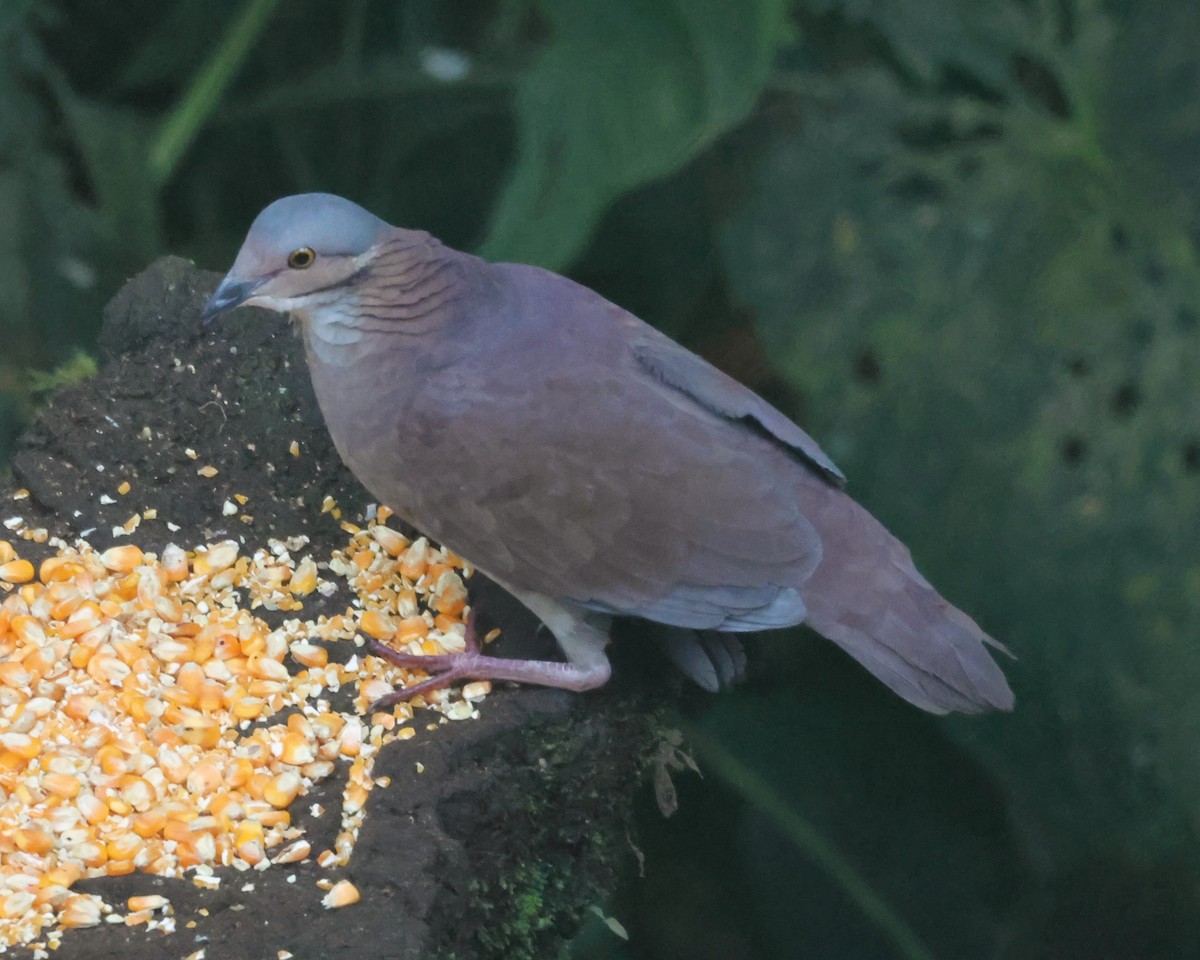 White-throated Quail-Dove - ML646241257