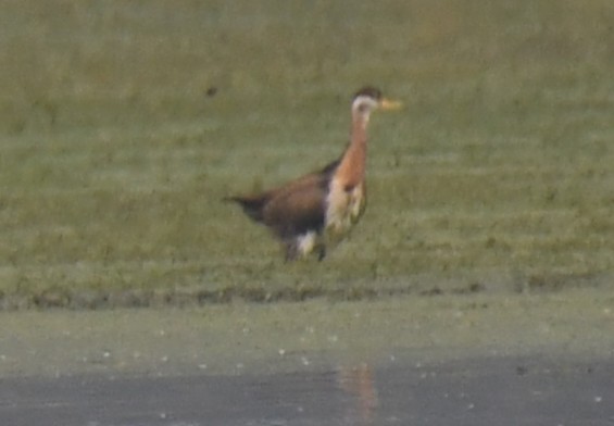 fasanbladhøne - ML646241258