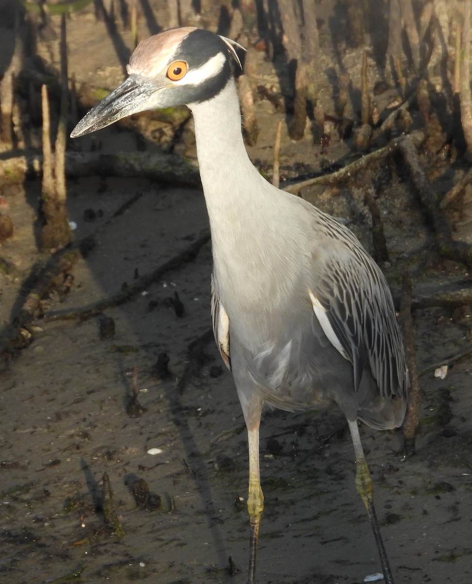 gulkronehegre - ML646241268