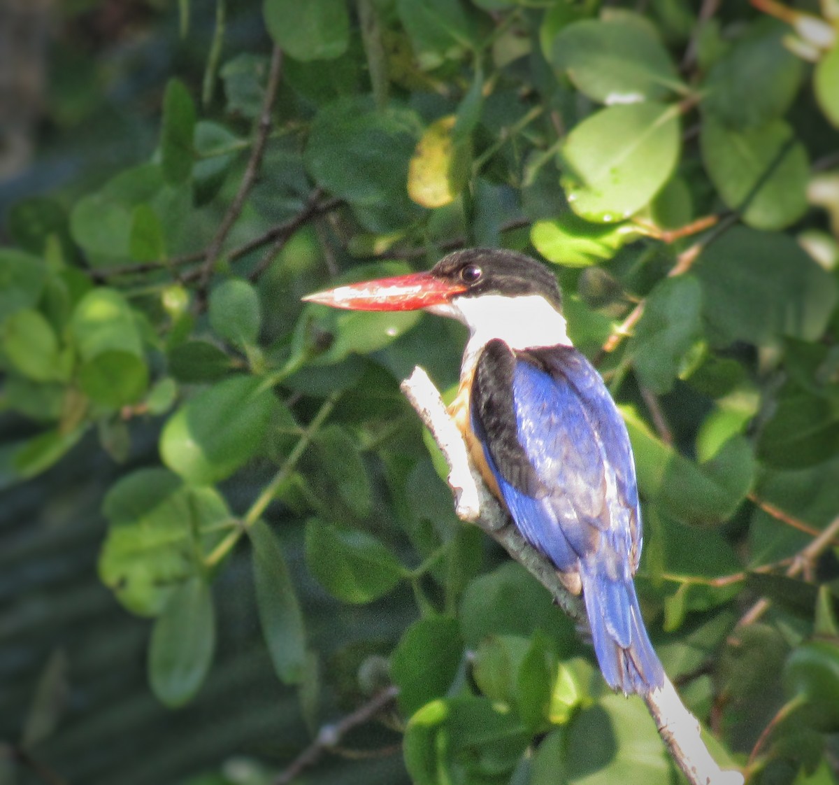 ledňáček černohlavý - ML646241269