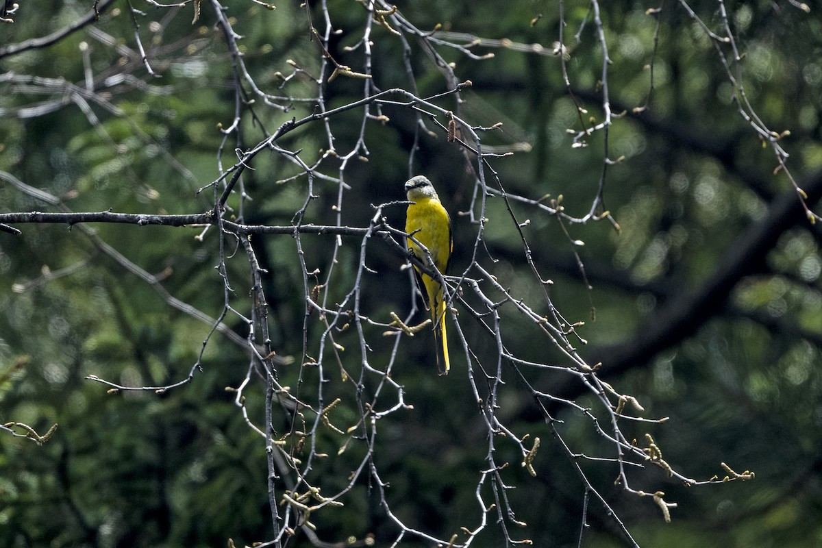 Long-tailed Minivet - ML646241274