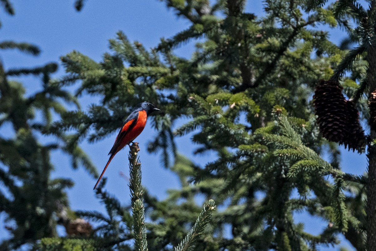 Long-tailed Minivet - ML646241279