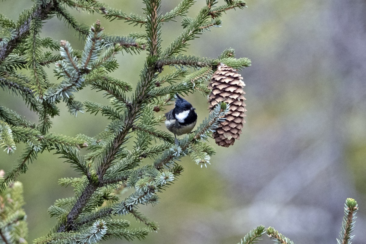 Coal Tit (Himalayan) - ML646241283