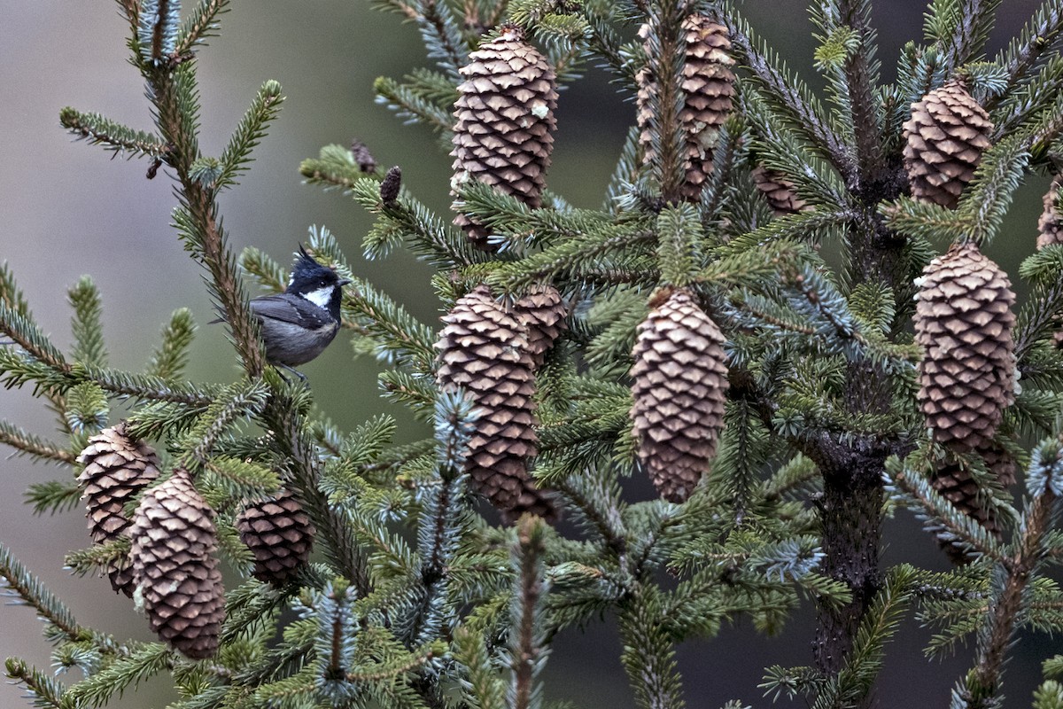 Coal Tit (Himalayan) - ML646241291