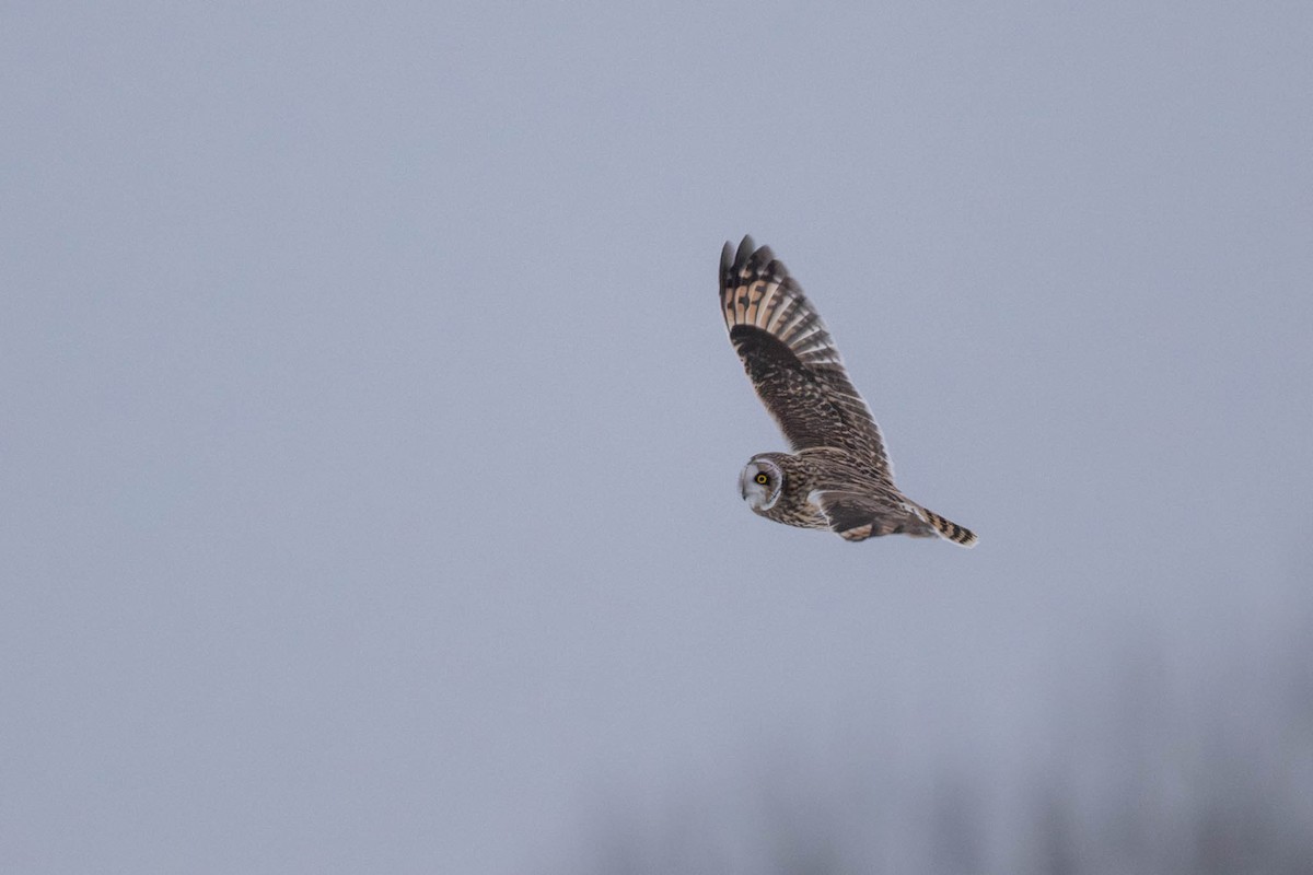 Kır Baykuşu - ML646241292