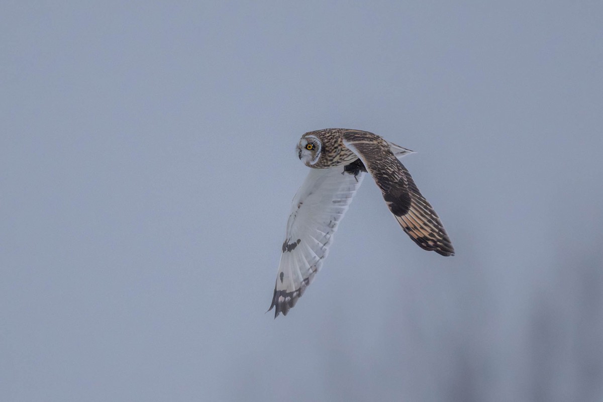 Kır Baykuşu - ML646241293