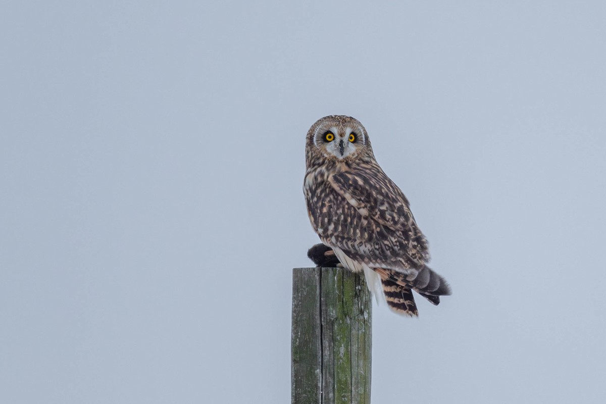 Kır Baykuşu - ML646241294