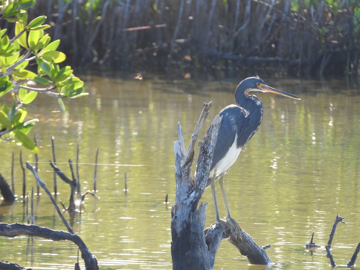 Tricolored Heron - ML646241298