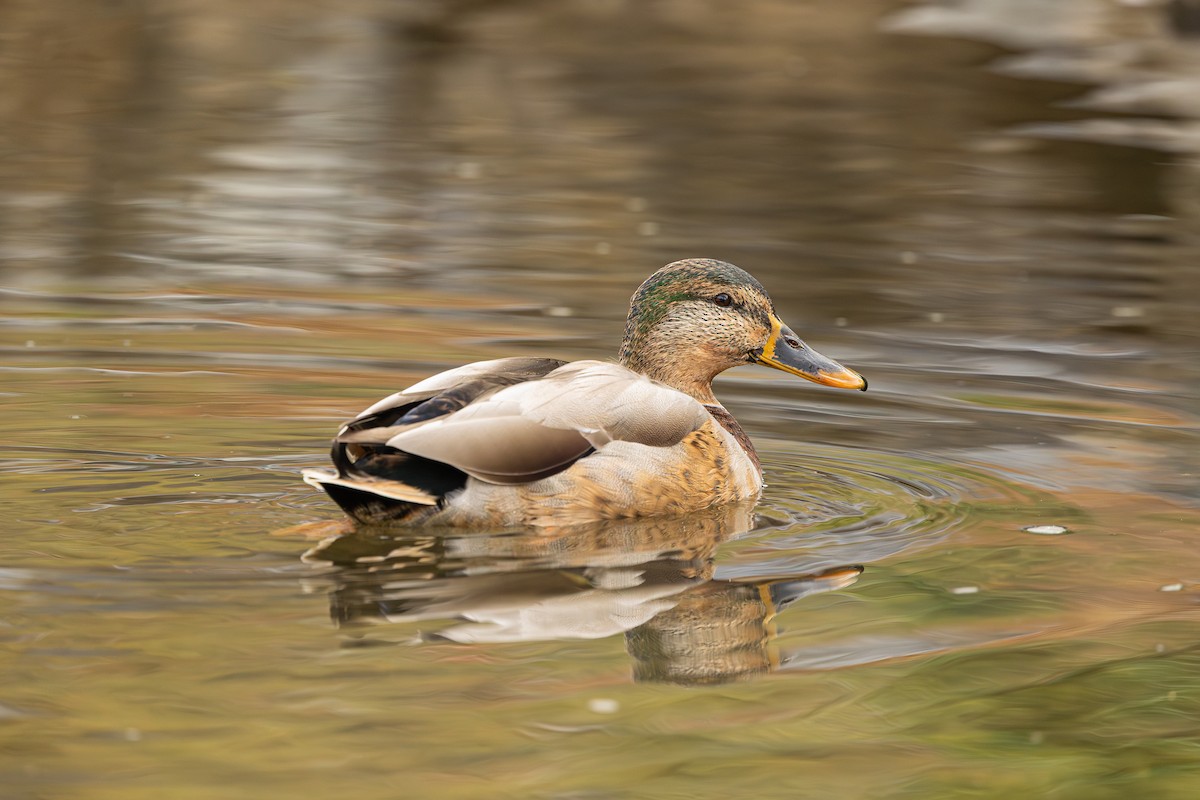 kachna domácí - ML646241302