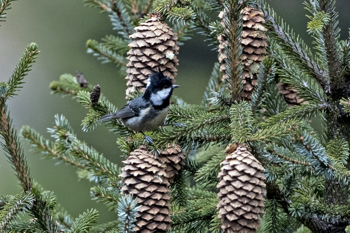 Coal Tit (Himalayan) - ML646241303