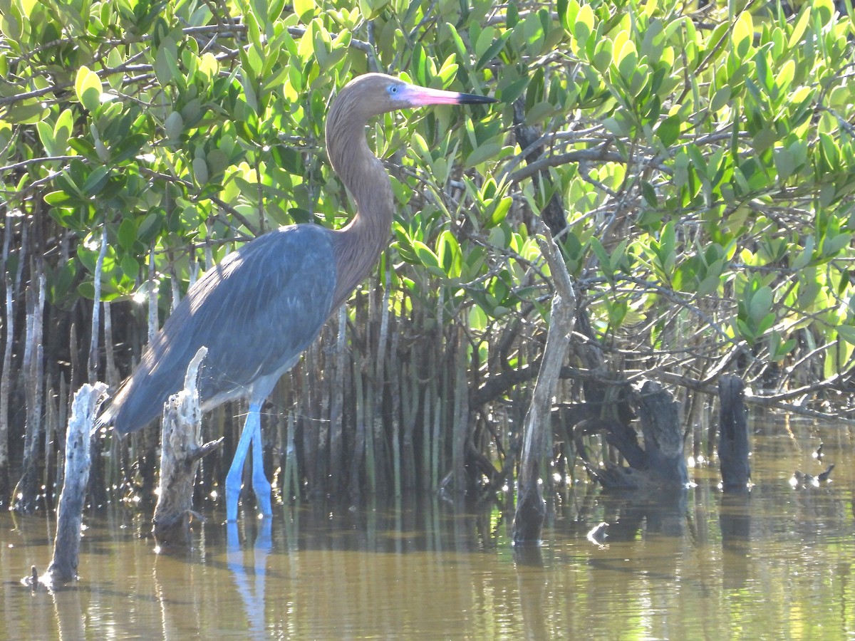 Reddish Egret - ML646241305